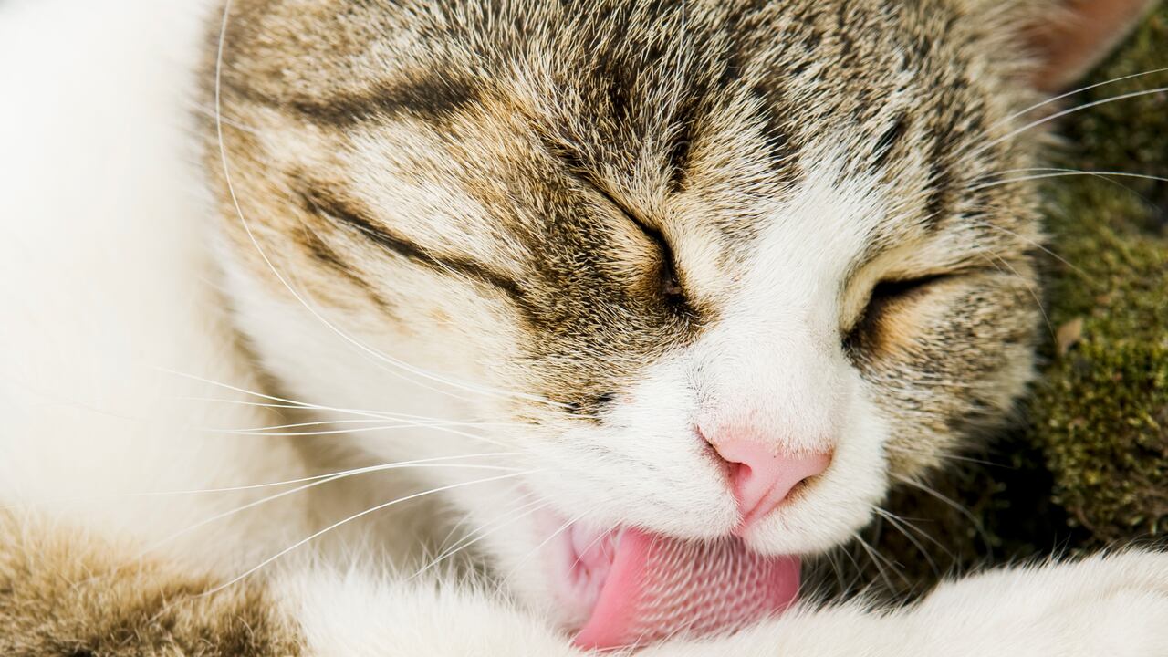 Una de las actividades favoritas de los gatos es acicalarse, así también se desestresan.