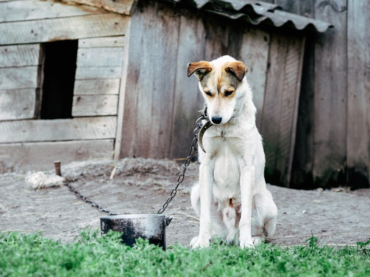 La mayoría de casos denunciados ante la Policía Ambiental se deben a mascotas abandonadas al interior o exterior de las viviendas, en las cuales dejan encadenados los animales, sin comida, sin abrigo y sin ningún tipo de cuidado.
Foto: 123RF