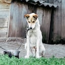 La mayoría de casos denunciados ante la Policía Ambiental se deben a mascotas abandonadas al interior o exterior de las viviendas, en las cuales dejan encadenados los animales, sin comida, sin abrigo y sin ningún tipo de cuidado.
Foto: 123RF