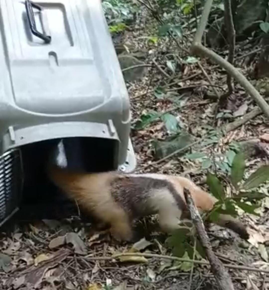 Oso hormiguero liberado