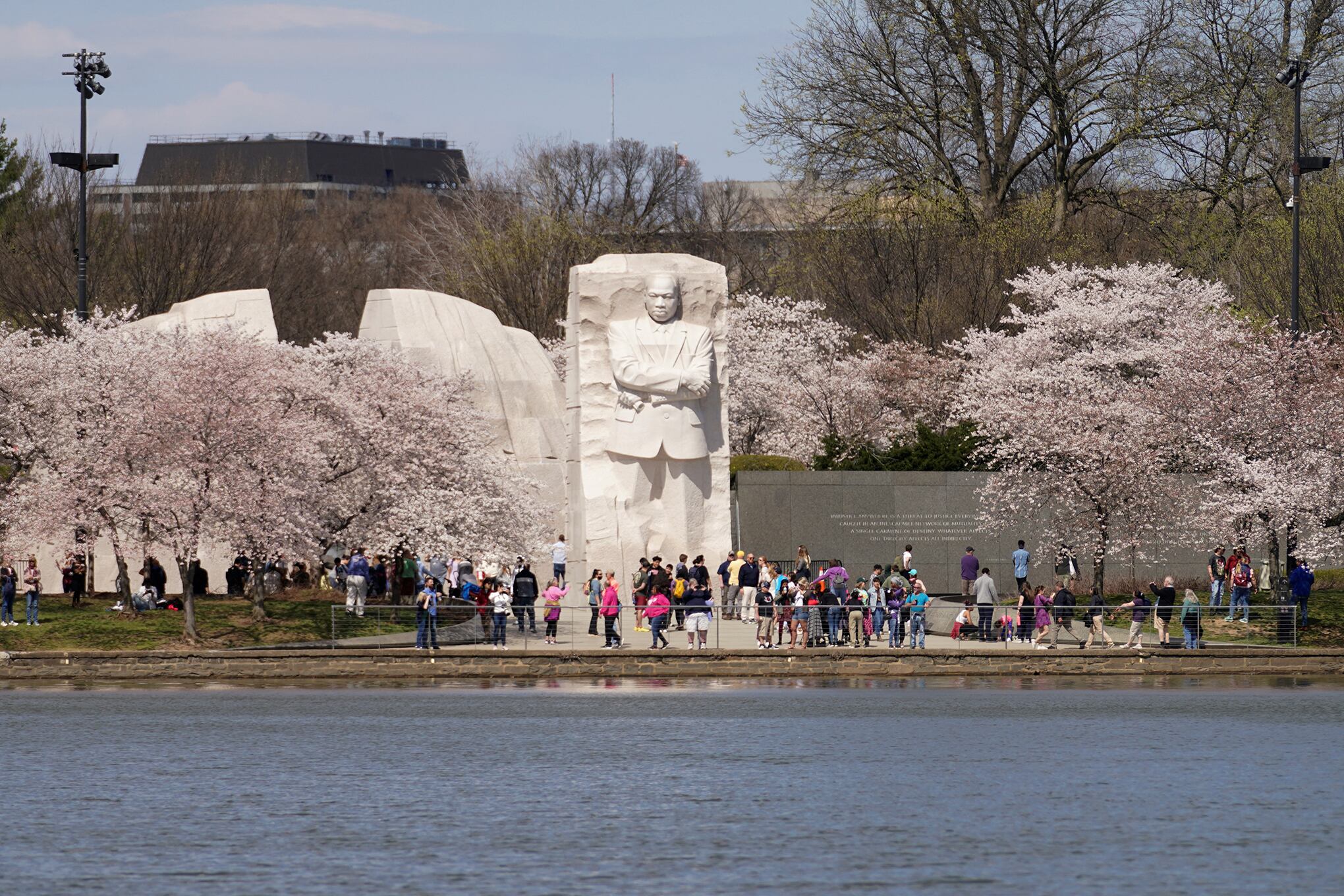 Los cerezos de Washington D.C