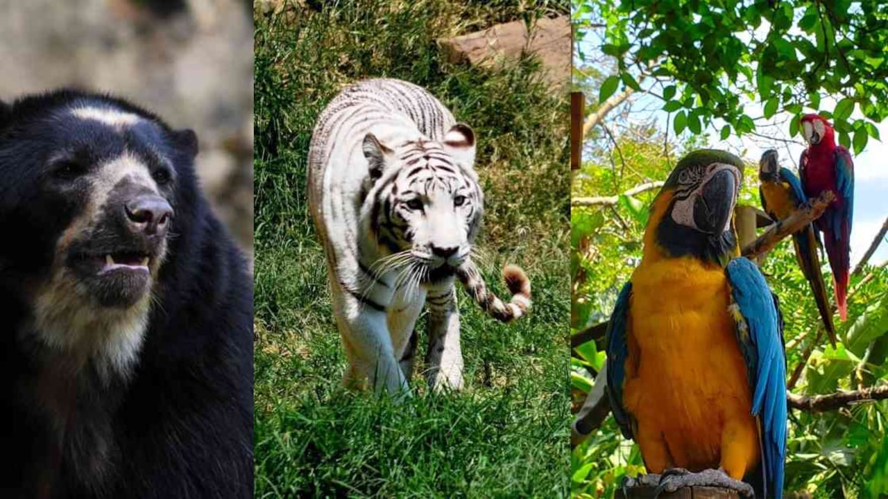 Los 2.500 animales del zoológico podrán ser visitados a partir de hoy. Fotos: CVC y Zoológico de Cali.