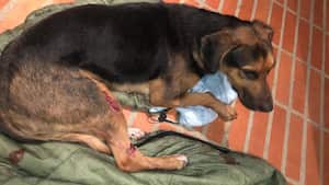 Los perritos son grandes damnificados por las afectaciones de las protestas.