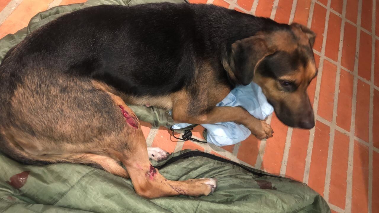 Perros víctimas de las protestas