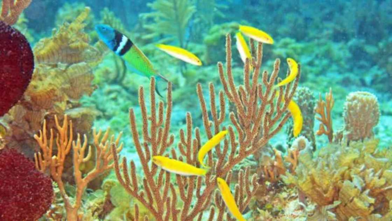 En este harén de pez lábrido de cabeza azul, cuando el macho es removido por la hembra de mayor tamaño (en amarillo), esta se transforma en macho y pasa a ocupar su lugar. Foto: KEVIN BRYANT vía BBC.