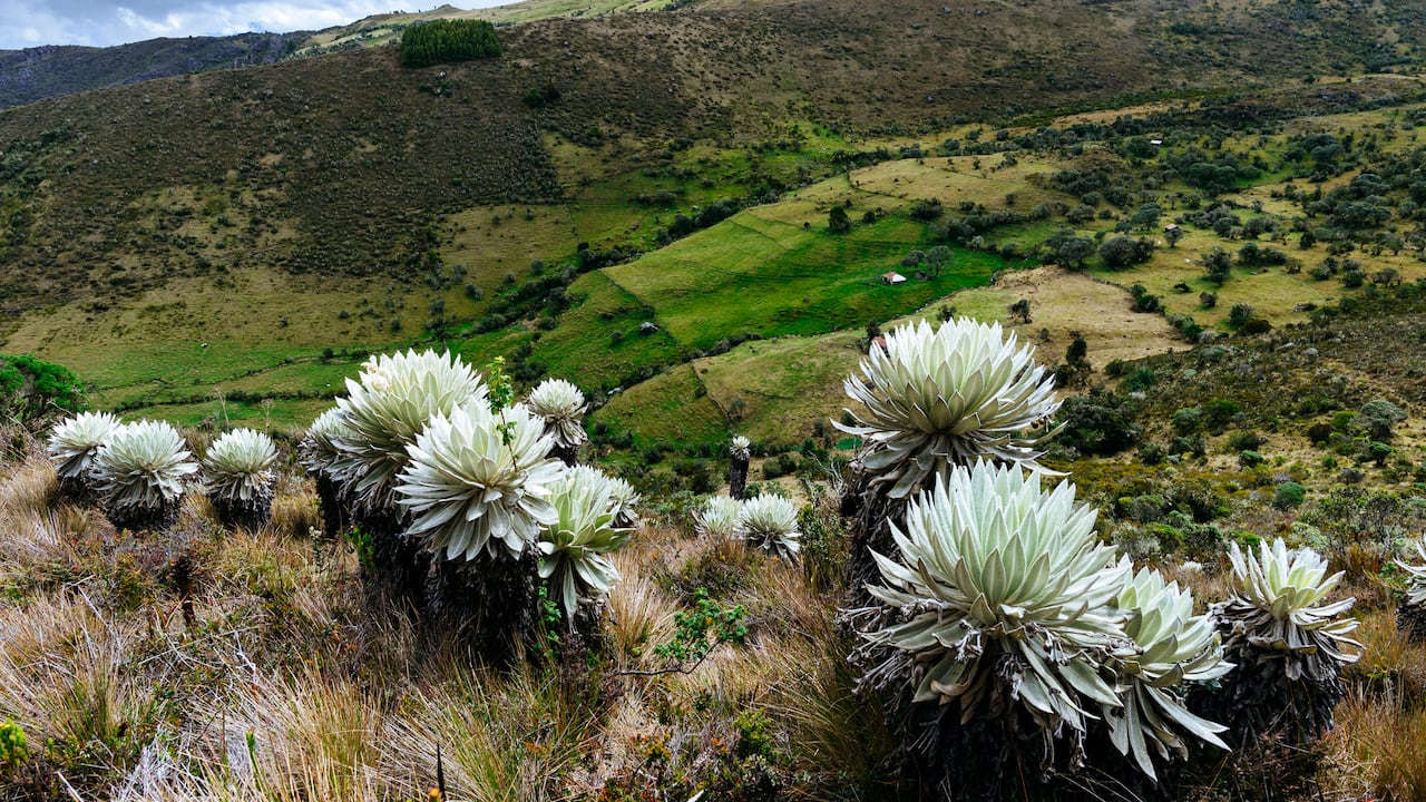 Este es considerado uno de los páramos más lindos del mundo.