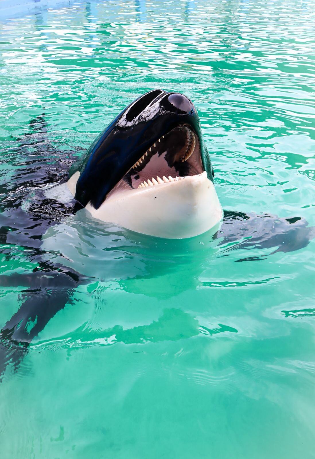 Orca Lolita
