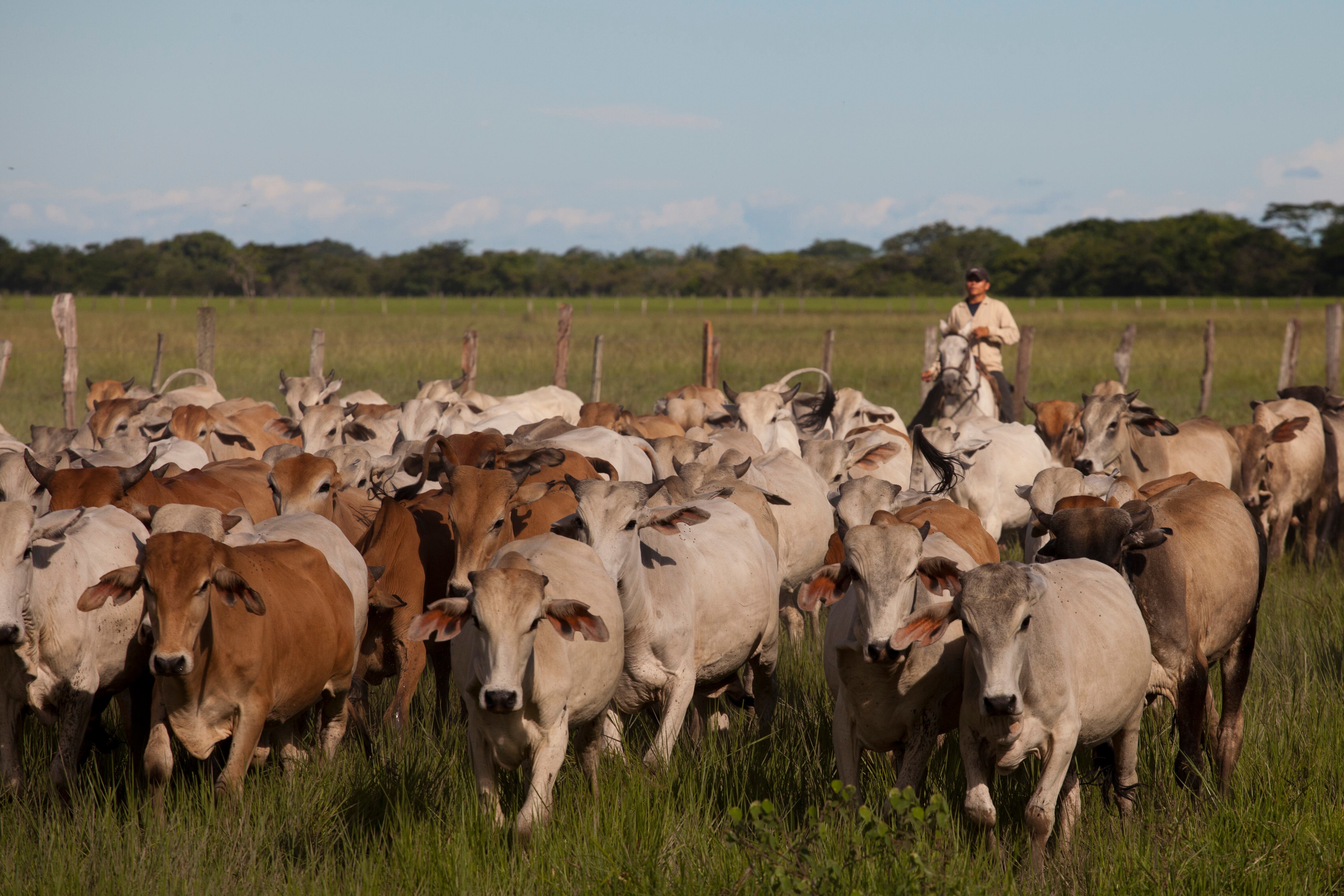 Desde 2017, estos cantos a capella de la Orinoquía se encuentran inscritos en la Lista del Patrimonio Cultural Inmaterial que requiere medidas urgentes de salvaguardia. El legado del patrimonio se transmite de generación en generación, lo que le da un gran valor social y económico para las comunidades. Foto: Juan Pablo Gómez