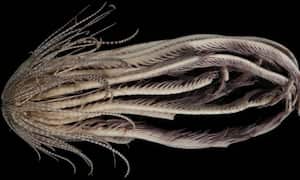 'Promachocrinus fragarius', espécimen descubierto en la Antártida.