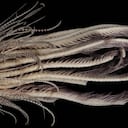 'Promachocrinus fragarius', espécimen descubierto en la Antártida.