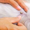 Las garrapatas pueden afectar a mascotas como los perros.