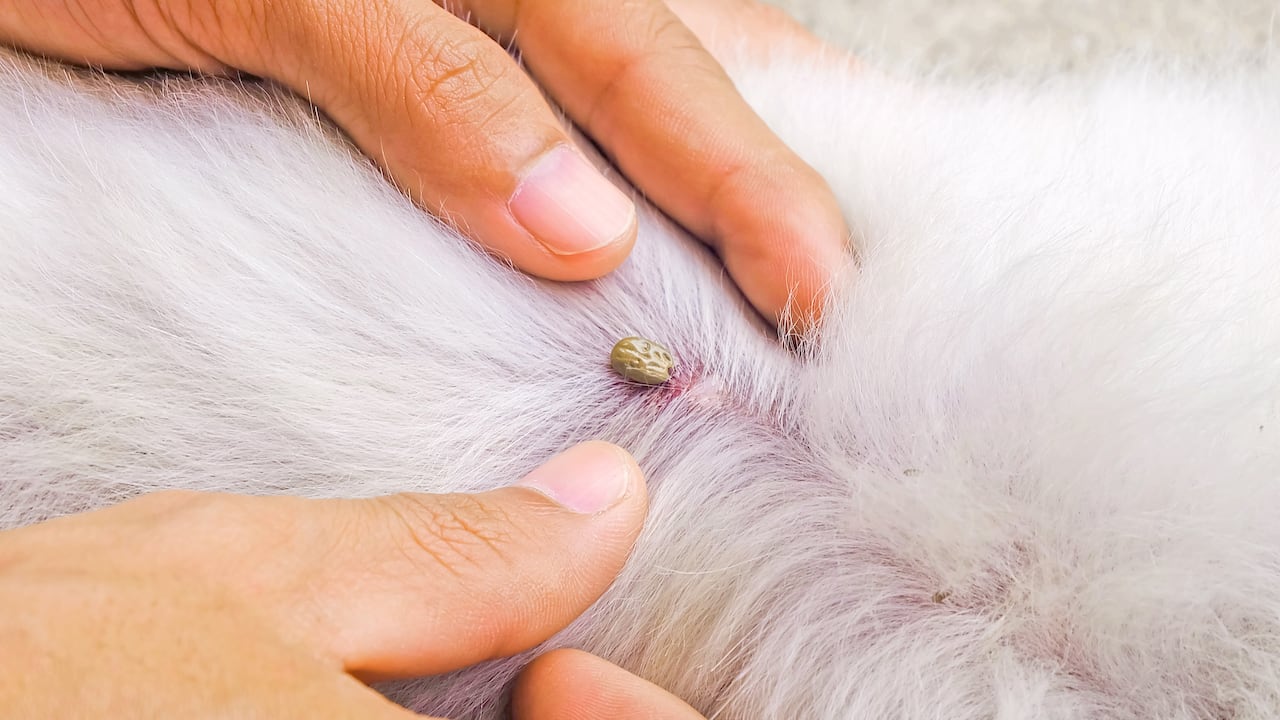 Las garrapatas pueden afectar a mascotas como los perros.