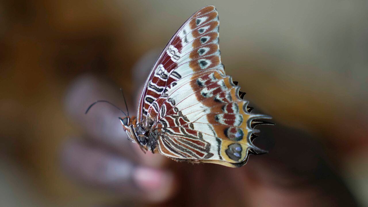 Steve Collins busca preservar su impresionante colección para el futuro.