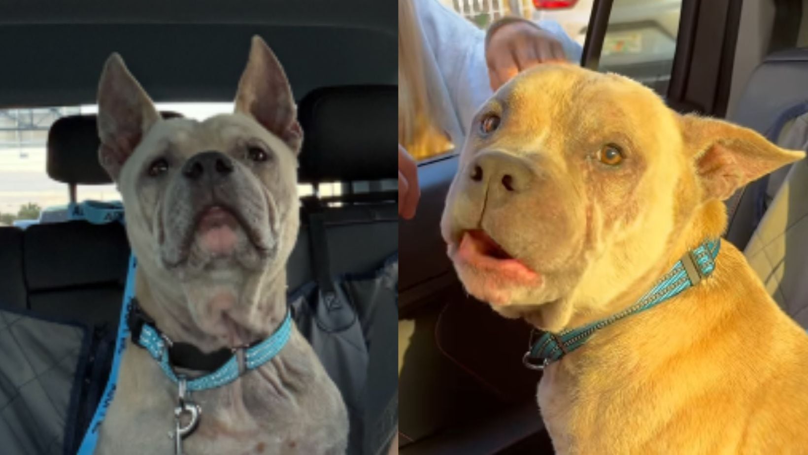 Historia de Lazybone, rescatado poco antes de recibir la eutanasia