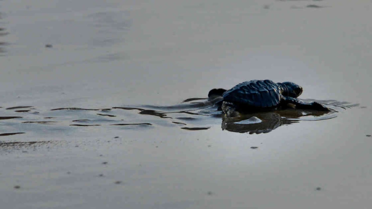 La tortuga encontrada hace parte de la especie Chelonoidis abingdonii. Foto: CHAIDEER MAHYUDDIN / AFP