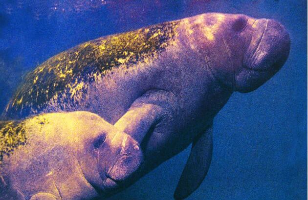 Manatíes: También son conocidos como vacas marinas, miden alrededor de cinco metros y pesan entre 300 y 500 kilogramos. Debido a su lento  ciclo de reproducción se encuentran en vía de extinción. Además, su hábitat está siendo destruido. Los pescadores de la zona lo cazan por su carne.  