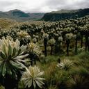 Lanzan iniciativa para jóvenes que quieran ser cuidadores de páramos