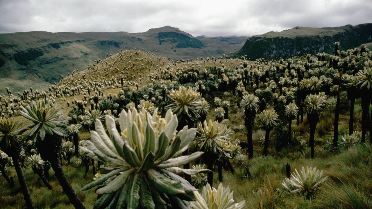 Lanzan iniciativa para jóvenes que quieran ser cuidadores de páramos