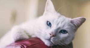 Un tigre del zoológico de Nueva York en el Bronx también contrajo coronavirus/Foto: archivo SEMANA