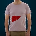 El hígado es un órgano con muchas funciones.