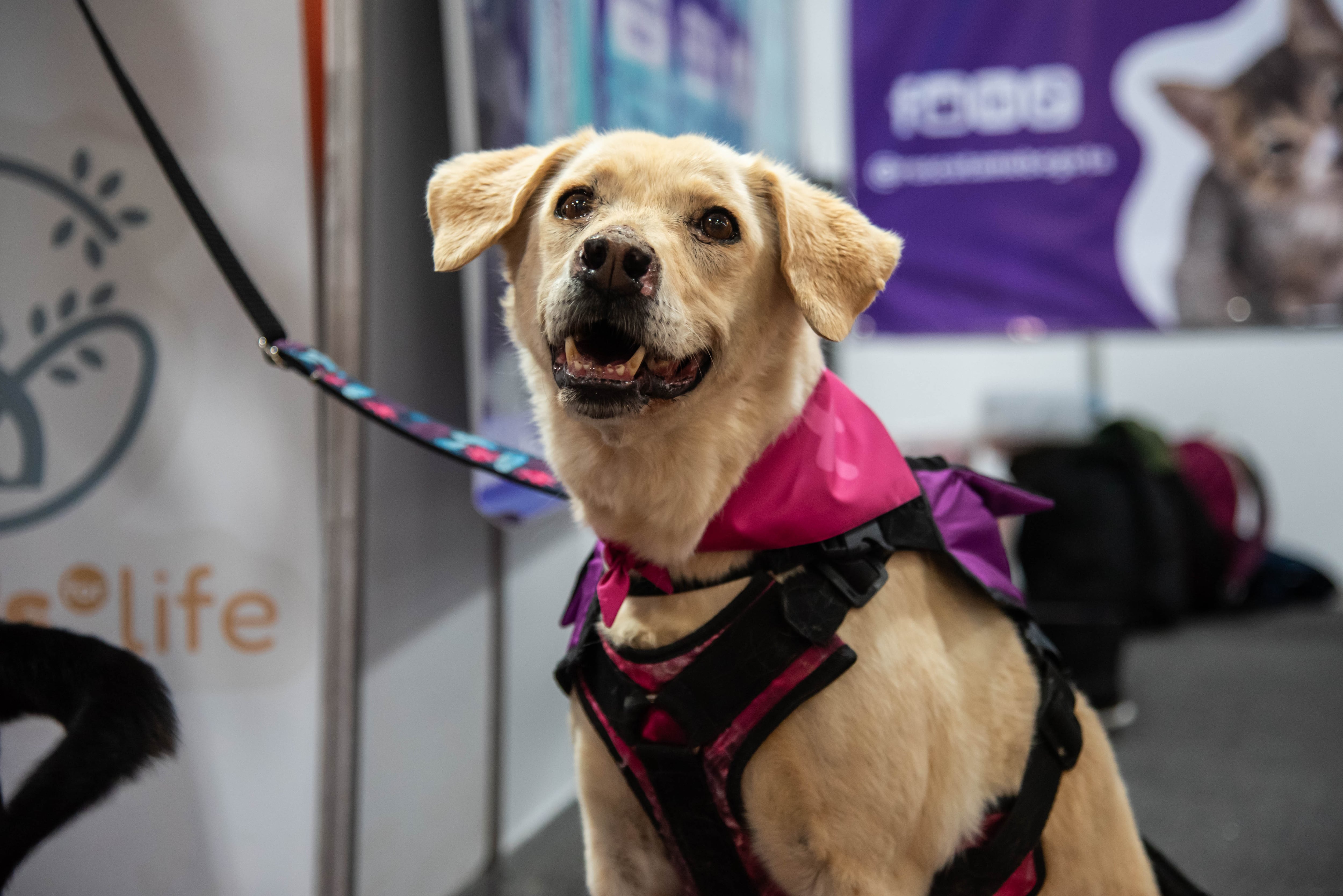 Así se vivirá la jornada de adopción en Expopet