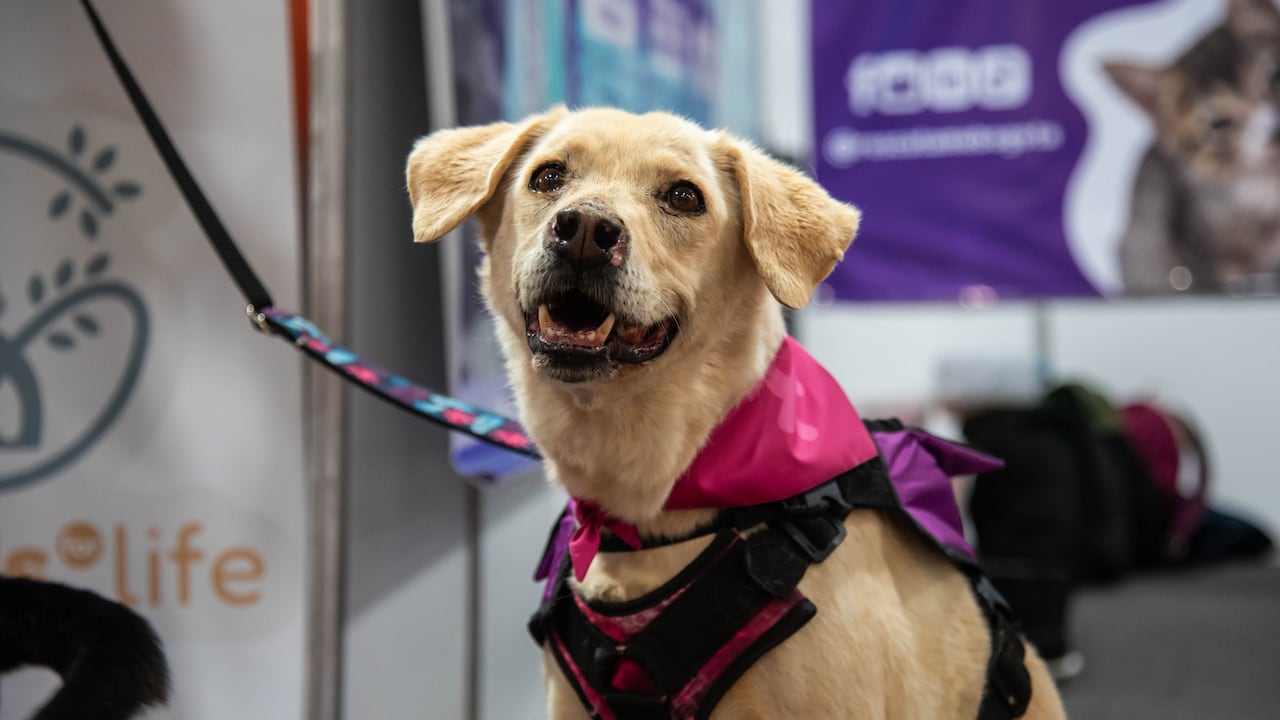 Los perros de razas medianas y grandes deben ingresar con collar, y siempre estar sujetos por sus dueños.