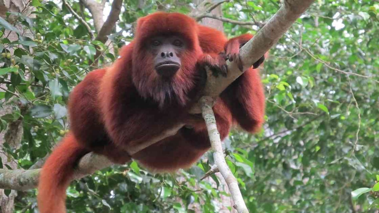 El mono aullador es una de las especies que habita en la Serranía de Peñas Blancas. Foto: William Muñoz.