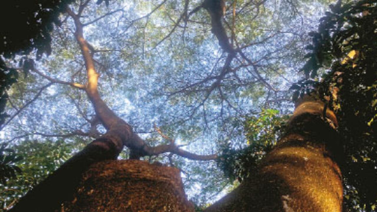 San Martín.
El Bosque de
la Memoria, en
medio del casco
urbano de San
Martín, Meta, es
un santuario para
quienes sufrieron
la violencia.