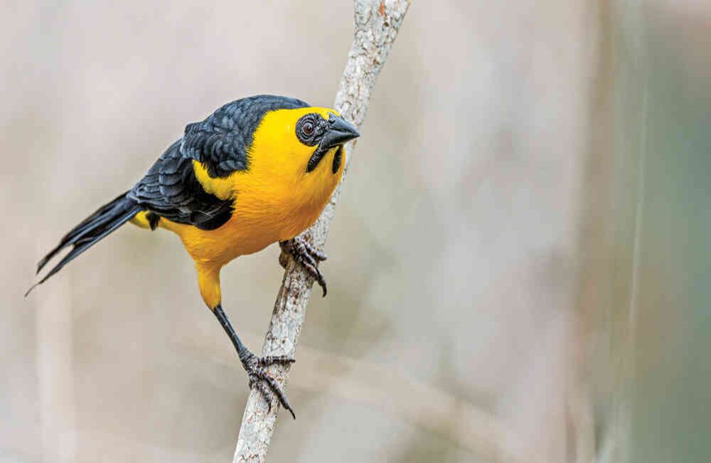El ‘toche’, ave emblemática Norte de Santander, es una de las 490 especies de aves que habitan en el departamento.
