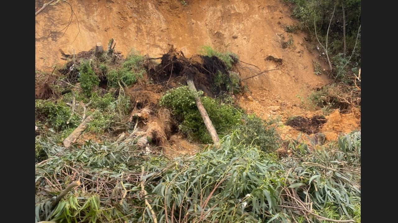 Vía Villeta - Bogotá está cerrada por caída de árbol
