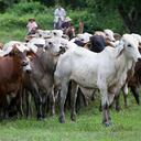 Fotografo: Juan Pablo Gómez.
Publicaciones Semana.
Ubicación:
Departamento: Casanare.
Municipio: Yopal
En la foto: vaquero arrea ganado
LA NUEVA COLOMBIA ORINOQUIA AMAZONIA