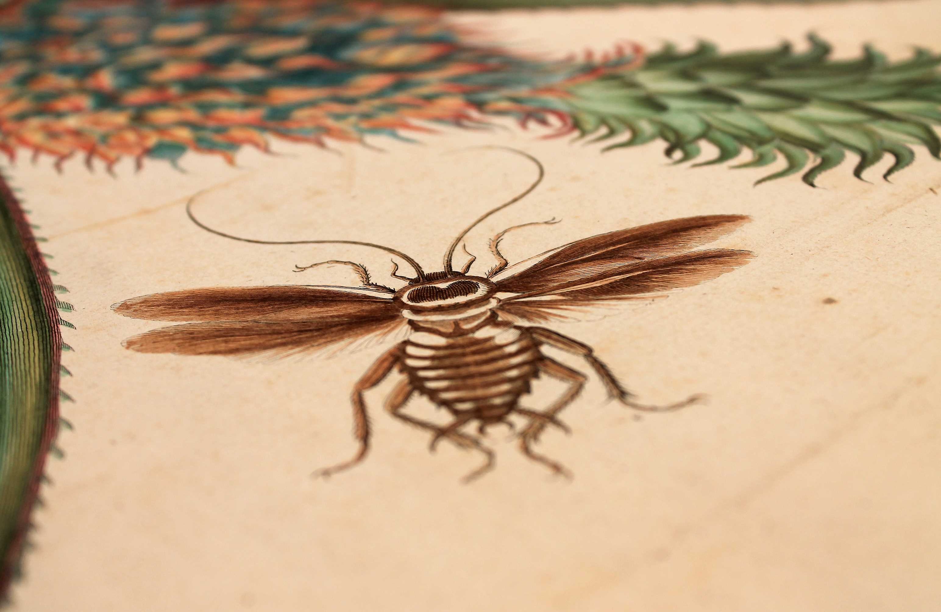 ‘Recueil des Plantes des Indes’ de la alemana María Sibilia Merano (1768). Foto: Álvaro Tavera.