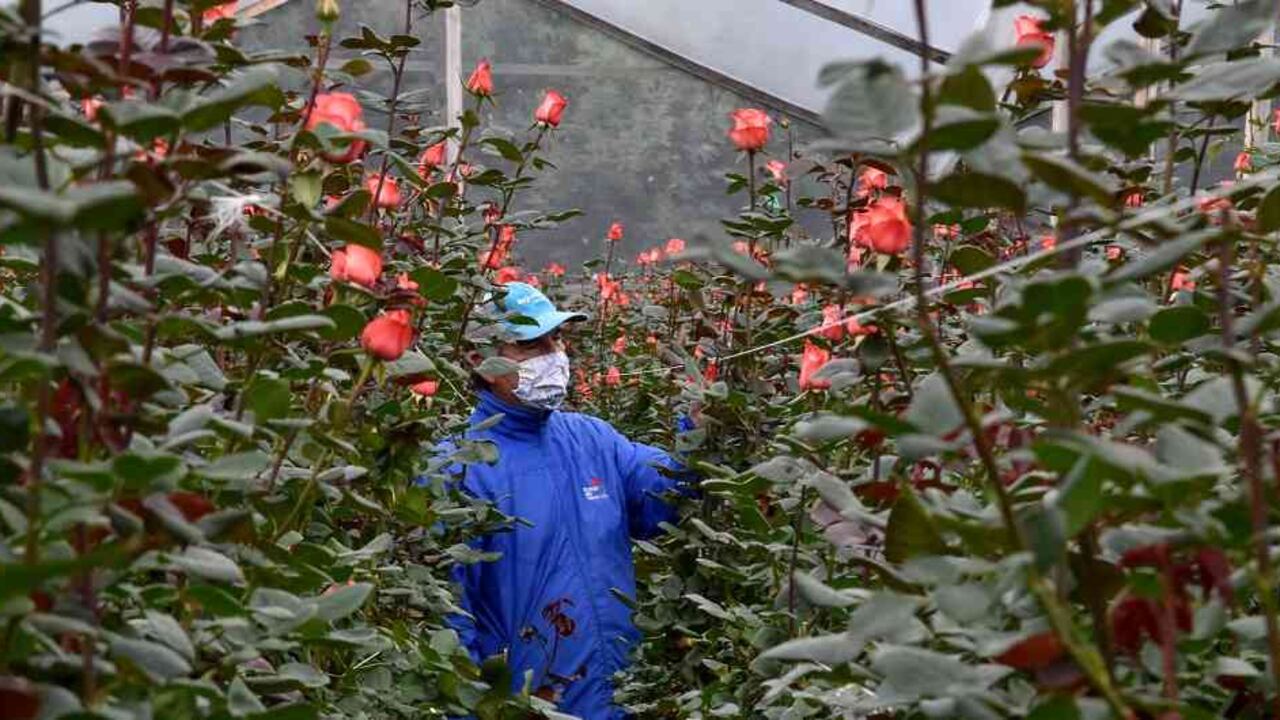 Tres empresas fueron reconocidas por Asocolflores con Marca Empleador