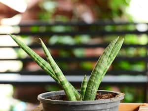 Para muchos, el Año Nuevo Chino es más que una festividad: es una oportunidad para realizar rituales significativos, como el uso de la lengua de suegra, asociada con la atracción de la riqueza y el dinero.