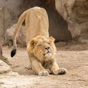 Los leones contagiados presentan síntomas leves.