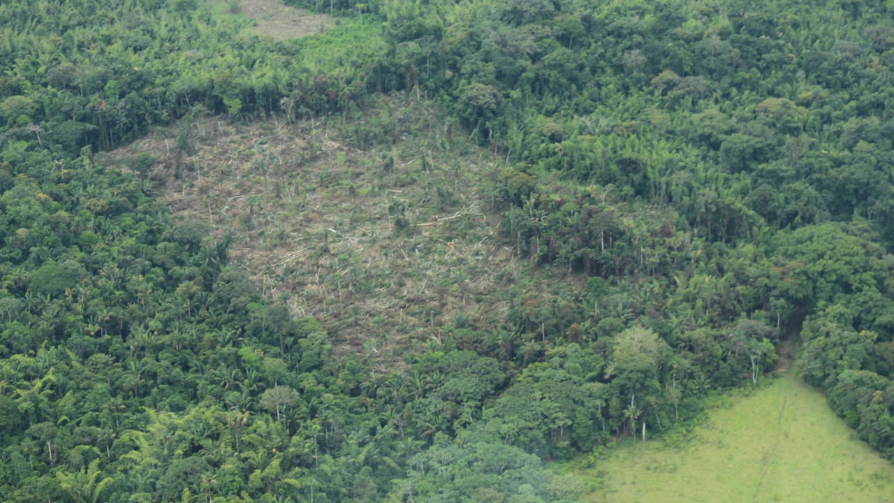 Departamentos como Caquetá, Guaviare y Meta siguen siendo los más afectados por la degradación de sus bosques. Foto: Archivo Semana
