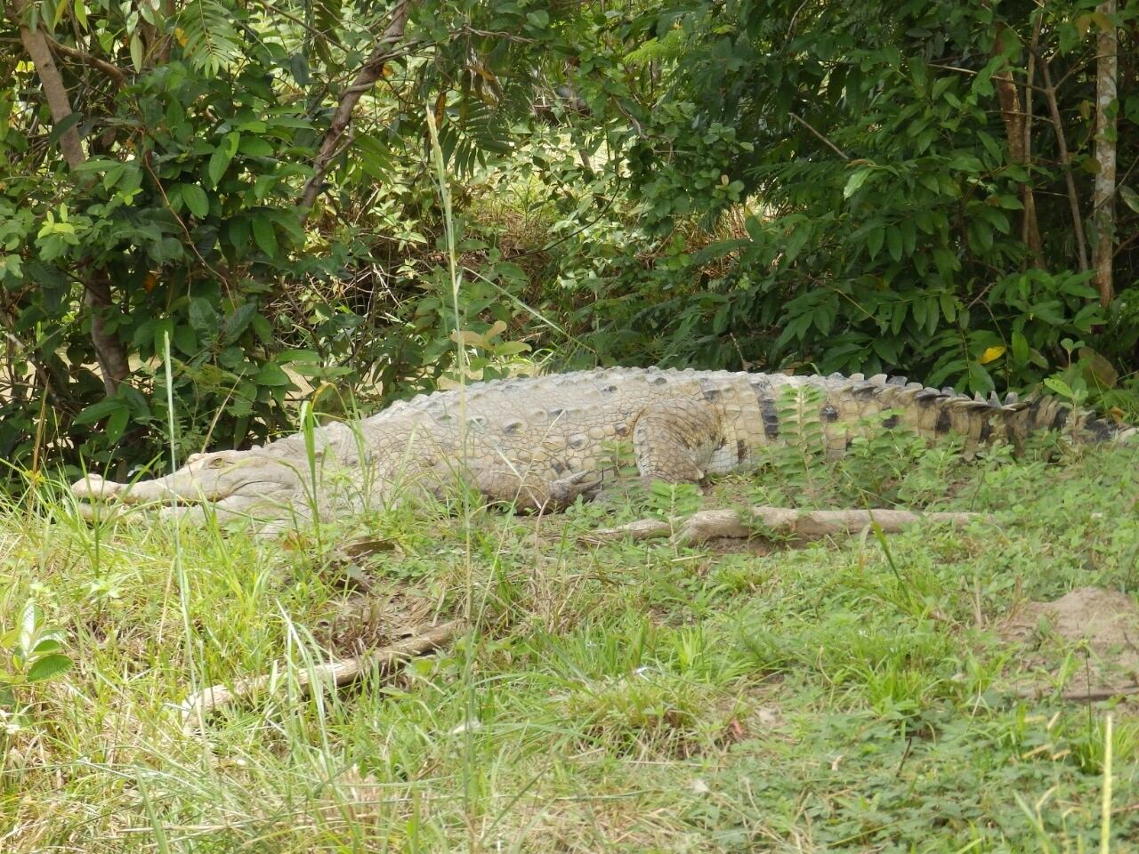 Caimán llanero en peligro crítico de extinción