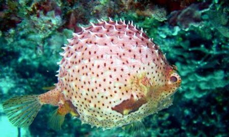 El popular fugu, como se conoce en Japón al pez globo, puede ahogar al que lo consume si no es preparado debidamente por un experto. 