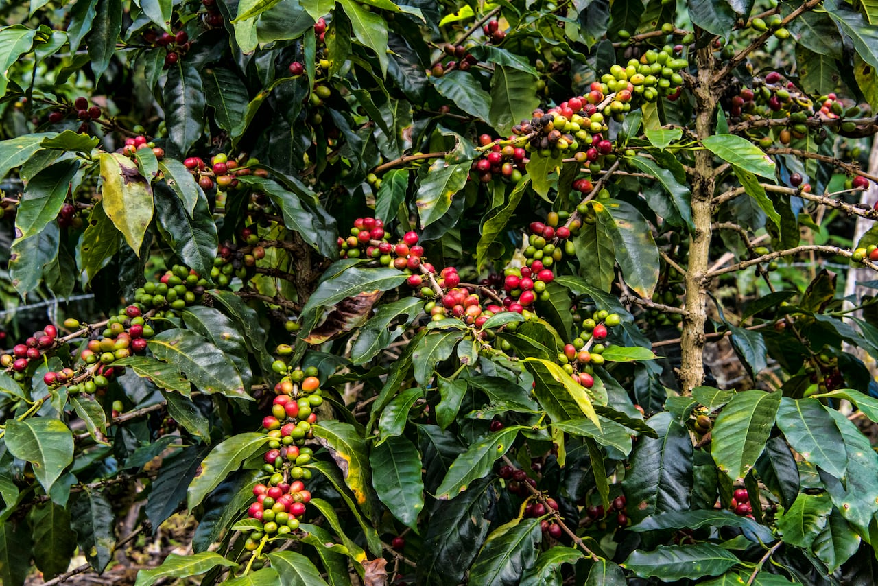 Cultivo de café