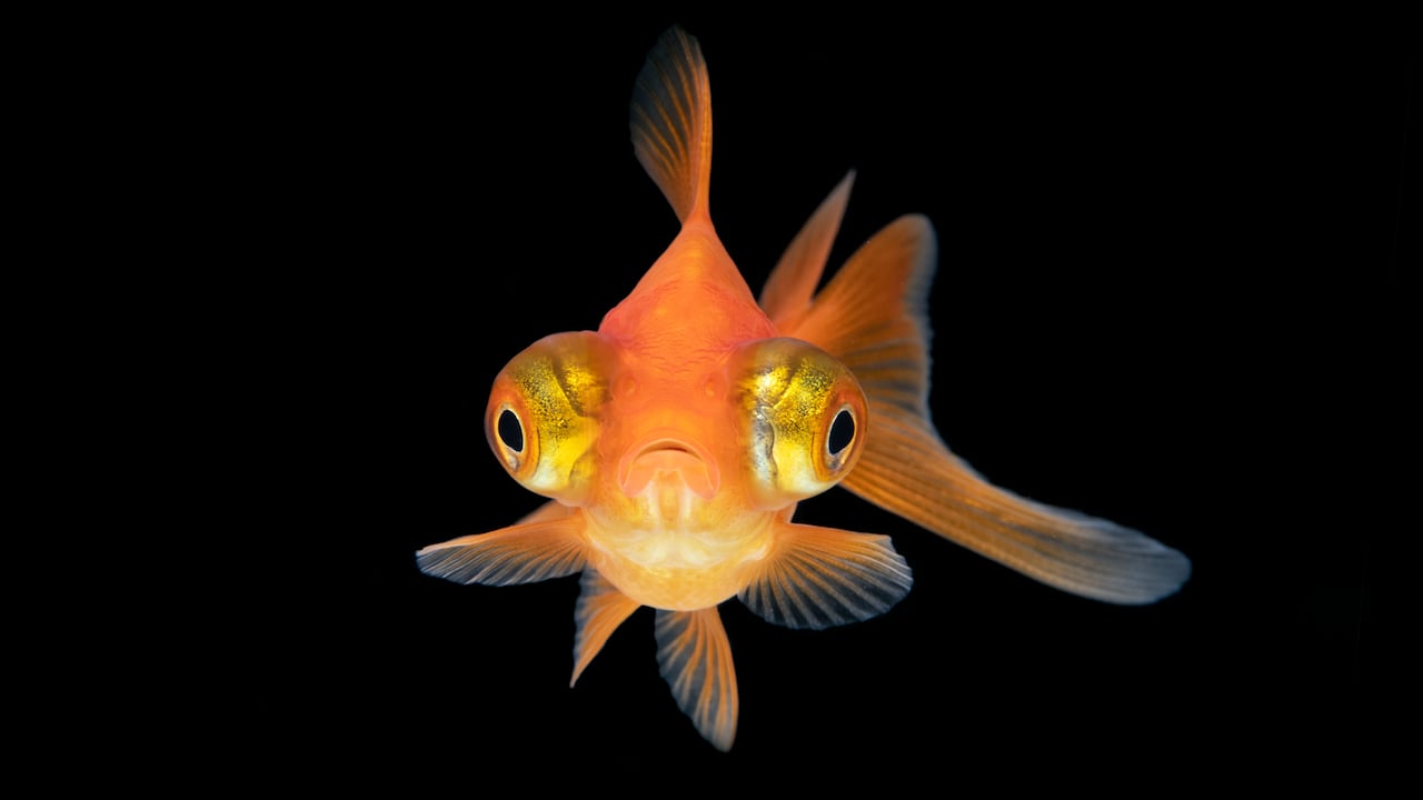 El pez dorado pasó de ser una mascota a un problema ambiental.