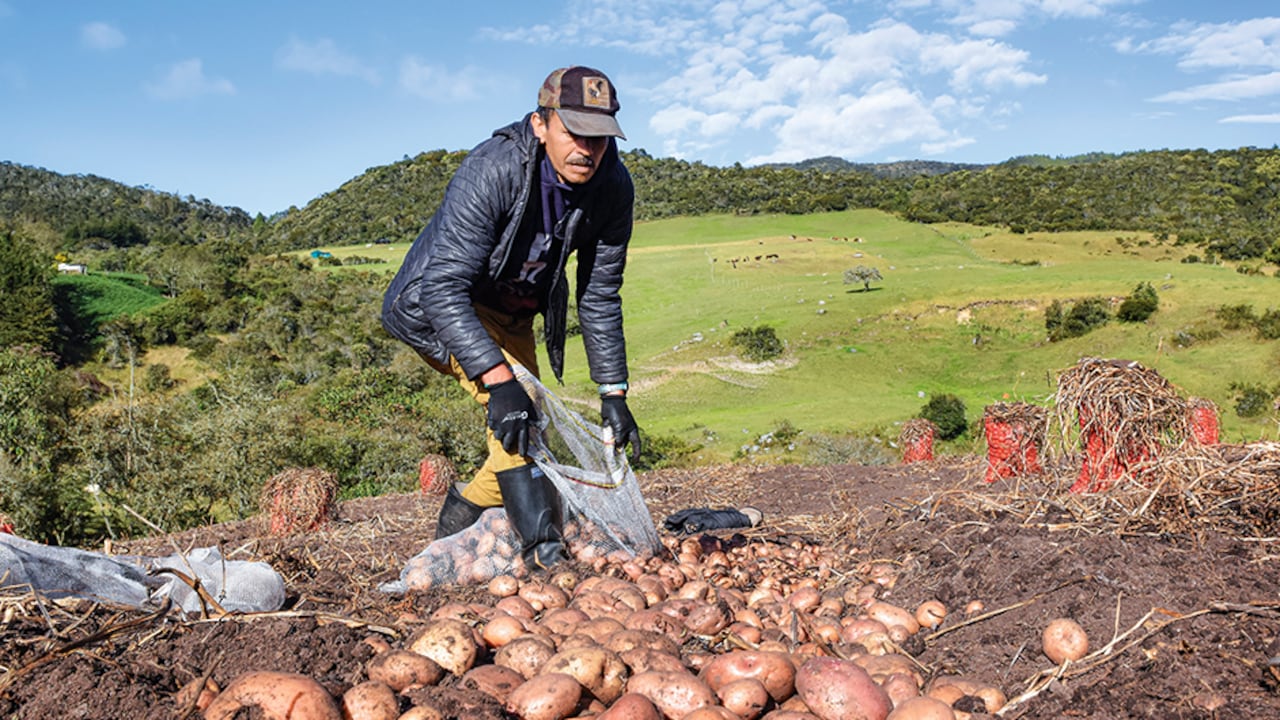 Mientras que el sector financiero es el de mejor desempeño en 2023, la agricultura sigue siendo la cenicienta de la economía. El petróleo y el carbón han estado afectados por los precios internacionales.