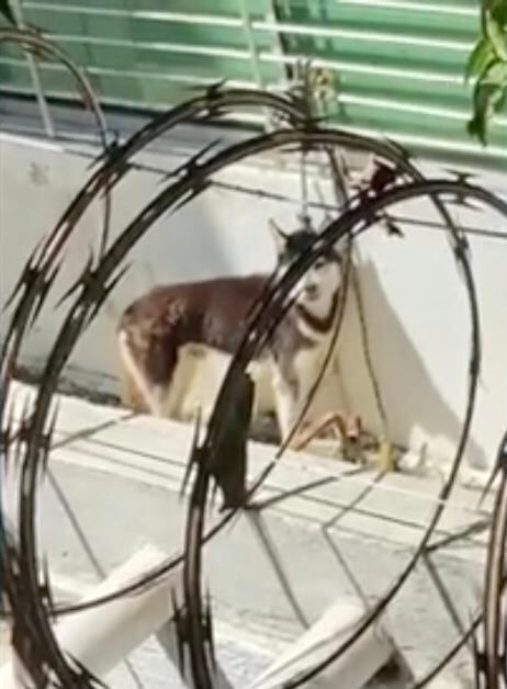 Fueron amarrados y abandonados