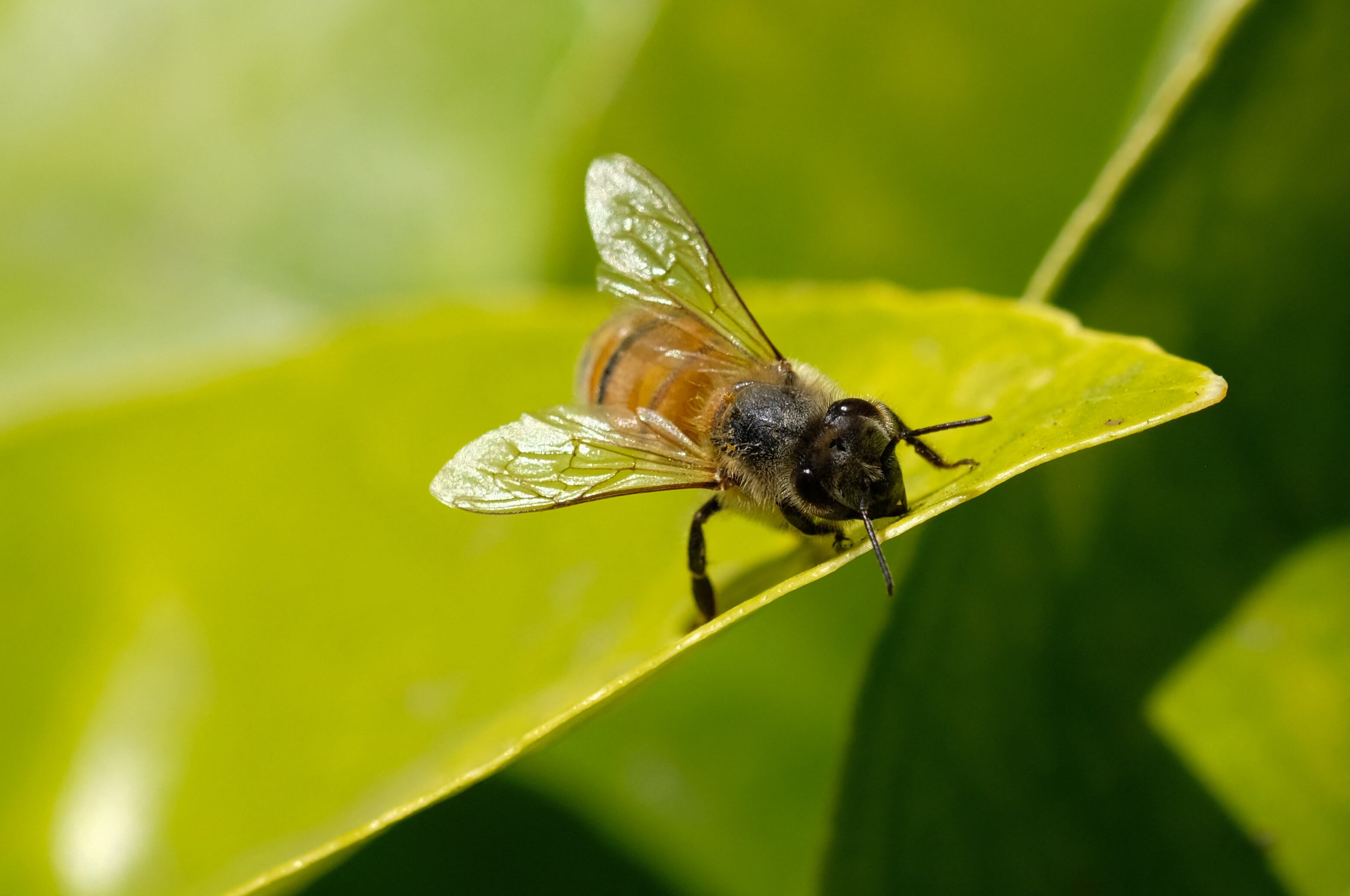 Abejas. (Photo by Chris Delmas / AFP)