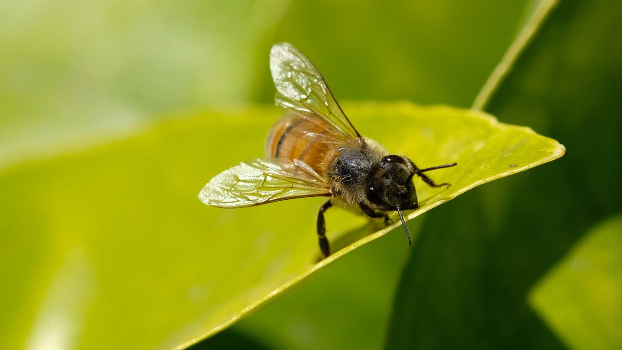 Abejas. (Photo by Chris Delmas / AFP)