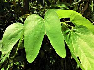 La pata de vaca es una planta originaria de Suramérica a la que se le atribuyen propiedades para controlar el azúcar en la sangre.