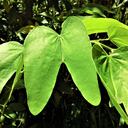 La pata de vaca es una planta originaria de Suramérica a la que se le atribuyen propiedades para controlar el azúcar en la sangre.