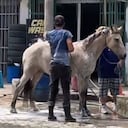Caballo en car wash