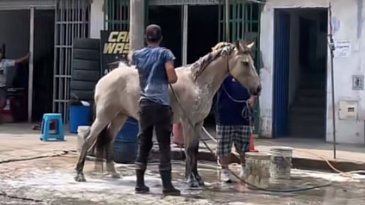 Uno de los cientos de lavaderos de carros que existen en Perú rompió los esquemas luego de aceptar la tarea de lavar a un caballo.
