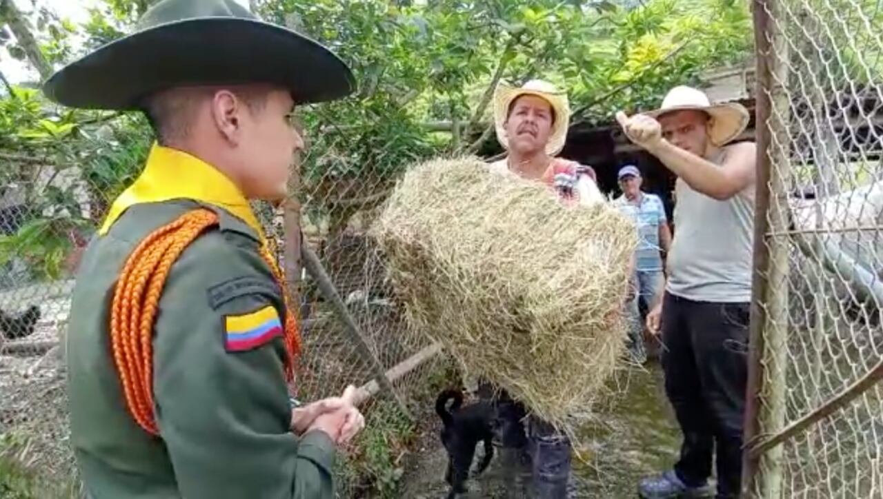 Entregaron el alimento para equinos y bovinos en la zona de influencia del volcán Nevado del Ruiz