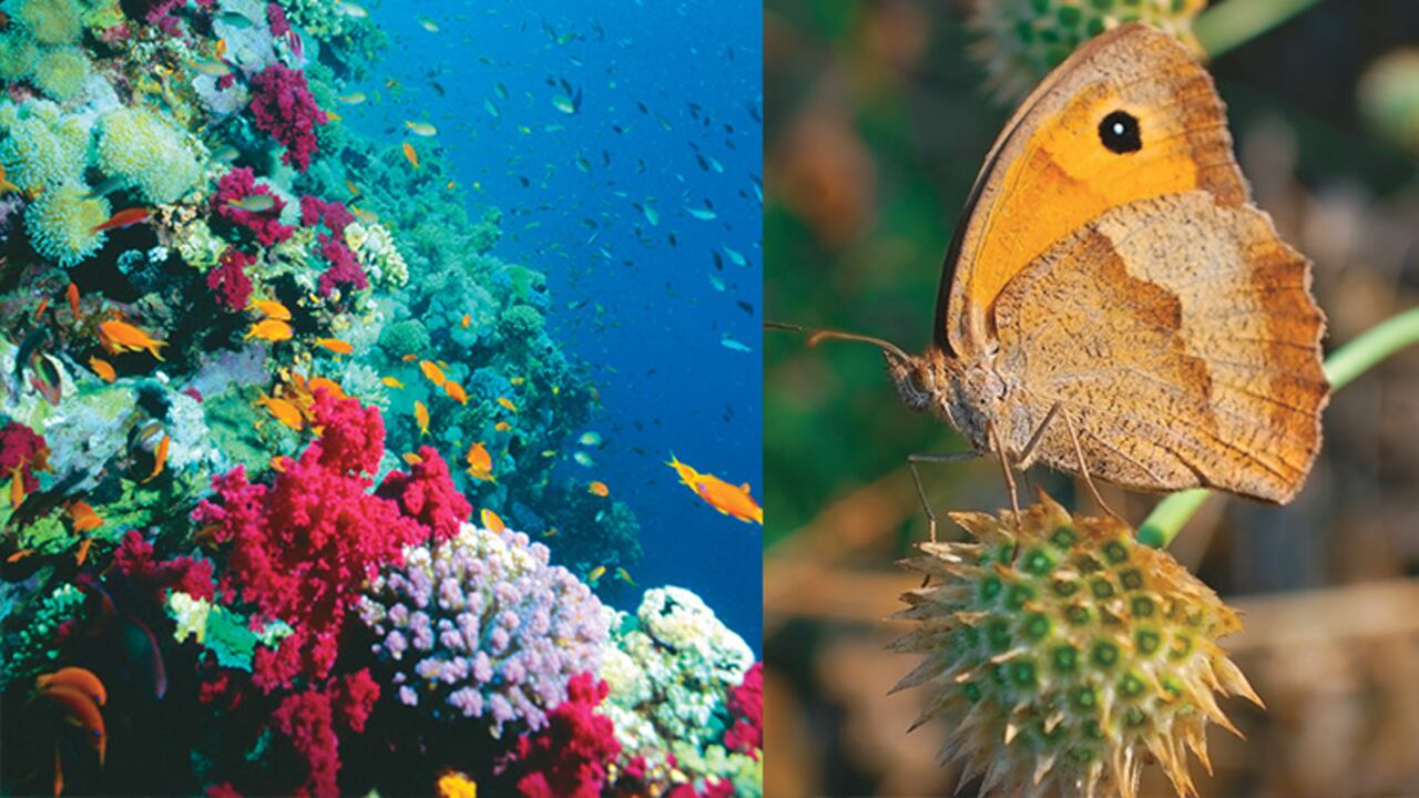 En Colombia hay 54.871 especies clasificadas y se estima que existe un número aun mayor por descubrir.